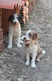 Cucciole incrocio lagotto border collie