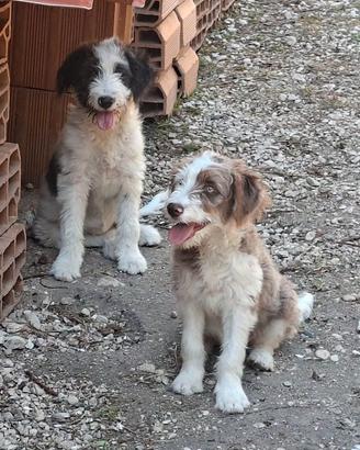 Cucciole incrocio lagotto border collie