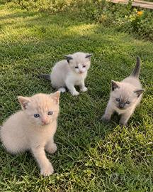gattini siamese