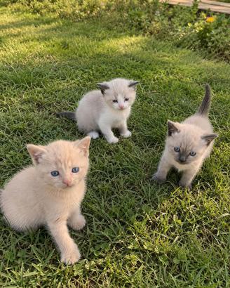 gattini siamese