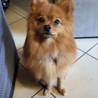 Spitz tedesco per monta