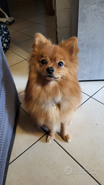 Spitz tedesco per monta