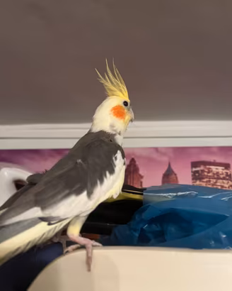 Uccelli