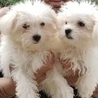 Maltese mini toy da borsetta maschio e femmina