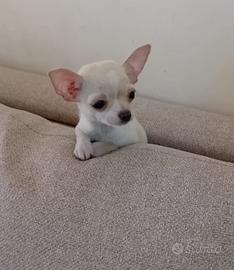 Chihuahua
