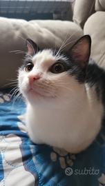 Gatto bianco e nero