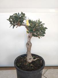 Ulivo prebonsai U30