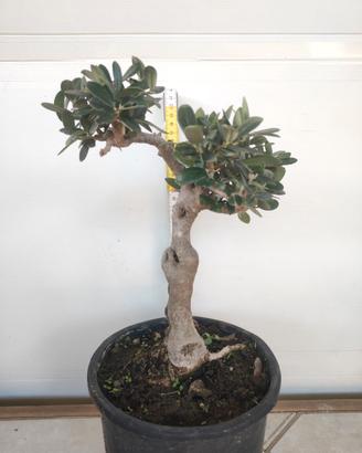Ulivo prebonsai U30