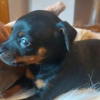 Cuccioli di Pinscher Nano