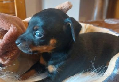 Cuccioli di Pinscher Nano