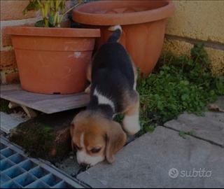 Cuccioli Beagle