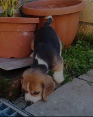 Cuccioli Beagle