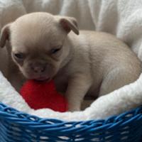 Cucciolo di Chihuahua con Pedigree