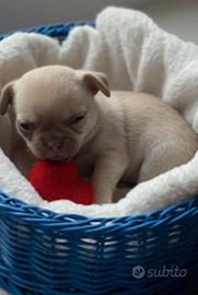 Cucciolo di Chihuahua con Pedigree