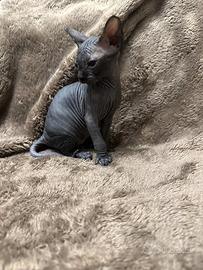 Gattina Sphynx