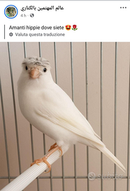 Canarini razza Ciuffato Tedesco e razza Spagnola