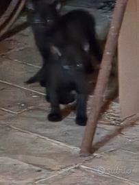 Gatto gattini