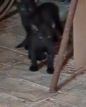 Gatto gattini