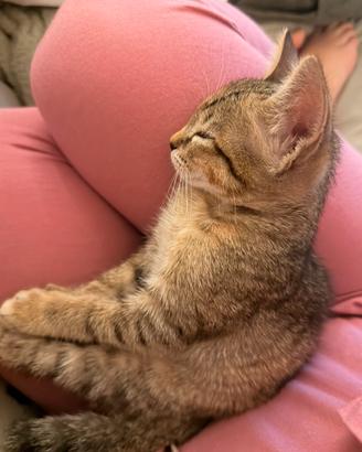 Gattina dolcissima disponibile subito