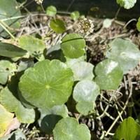 pianta acquatica Hydrocotyle umbellata