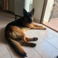 Pastore Tesco per monta