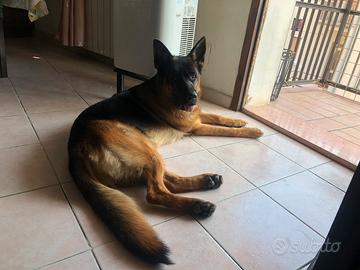 Pastore Tesco per monta