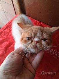 Exotic Shorthair