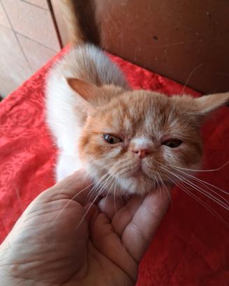 Exotic Shorthair