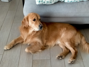 Golden retriever americano