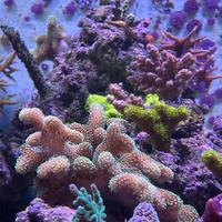 Talee di Coralli sps, lps, molli