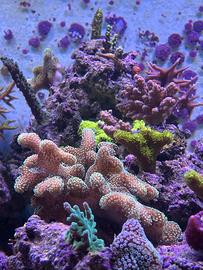 Talee di Coralli sps, lps, molli