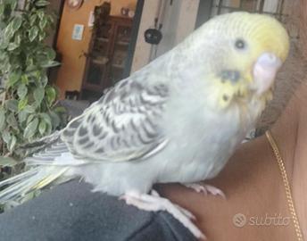 Cocorita allevata a mano