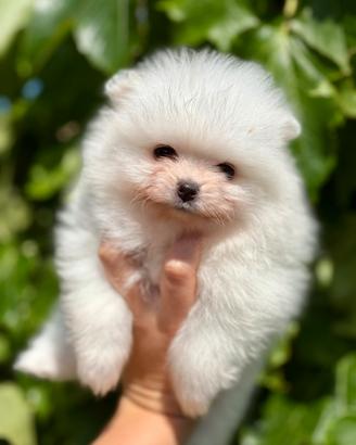 Pomerania nani mini bianchi pedigree