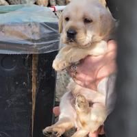 Ultimi cuccioli di labrador con pedigree