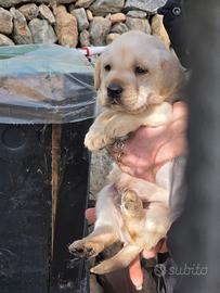 Ultimi cuccioli di labrador con pedigree