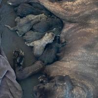 Cuccioli cane corso
