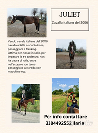 Cavalla italiana