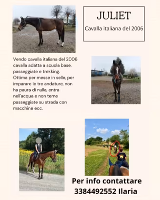 Cavalla italiana