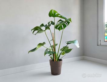 🌿 Pianta Monstera Deliciosa SPETTAC0LARE 💚