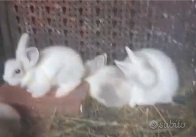 Coniglio miniloop e testa di leone