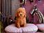 Immagine 23