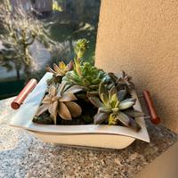 Composizione di piante grasse