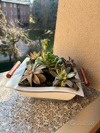 Composizione di piante grasse