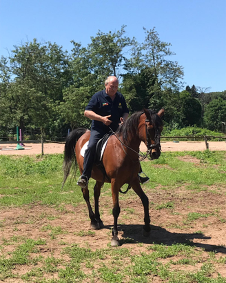Cavallo Arabo