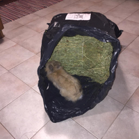 Fieno biologico polifita