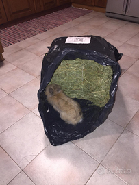 Fieno biologico polifita