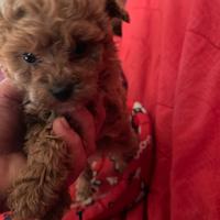 Barboncini femmine toy