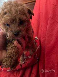 Barboncini femmine toy