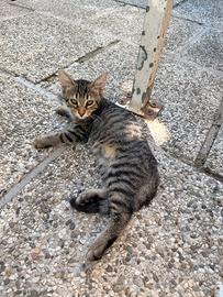 Gattini tigrati