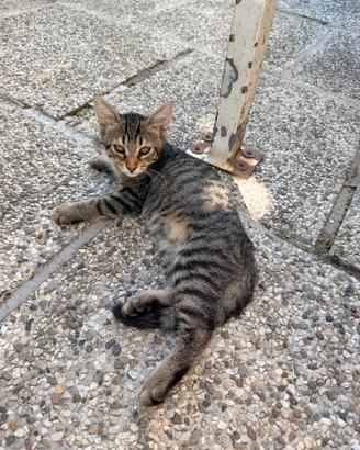 Gattini tigrati